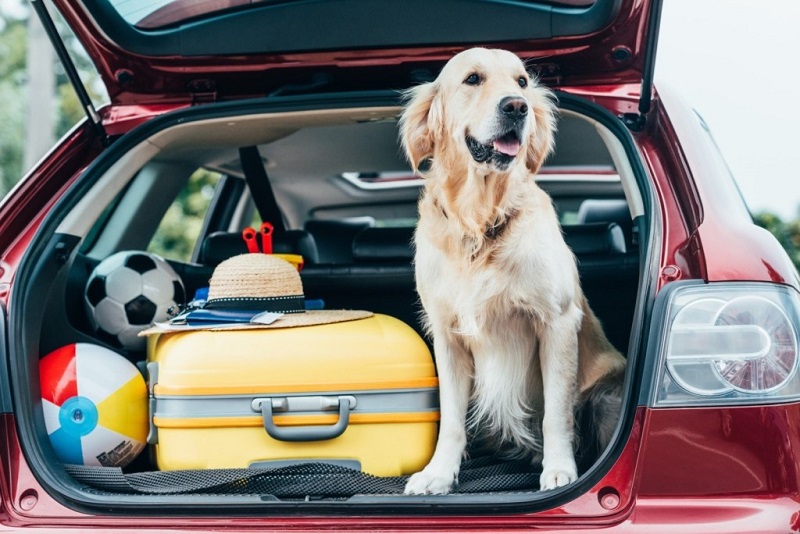  best tips for traveling with pets
