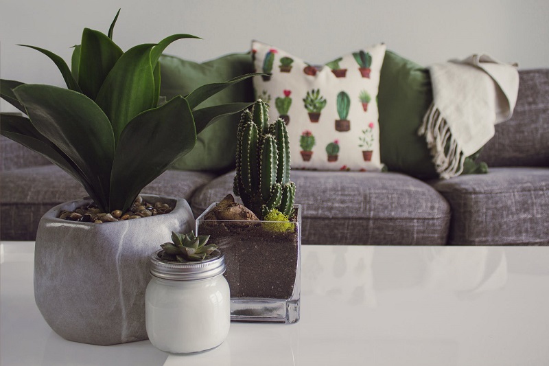 Integrate plants into the decoration decorating tips to have a stress-free home
