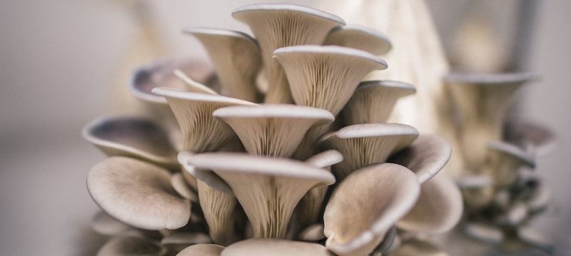 Learn how to grow mushrooms at home
