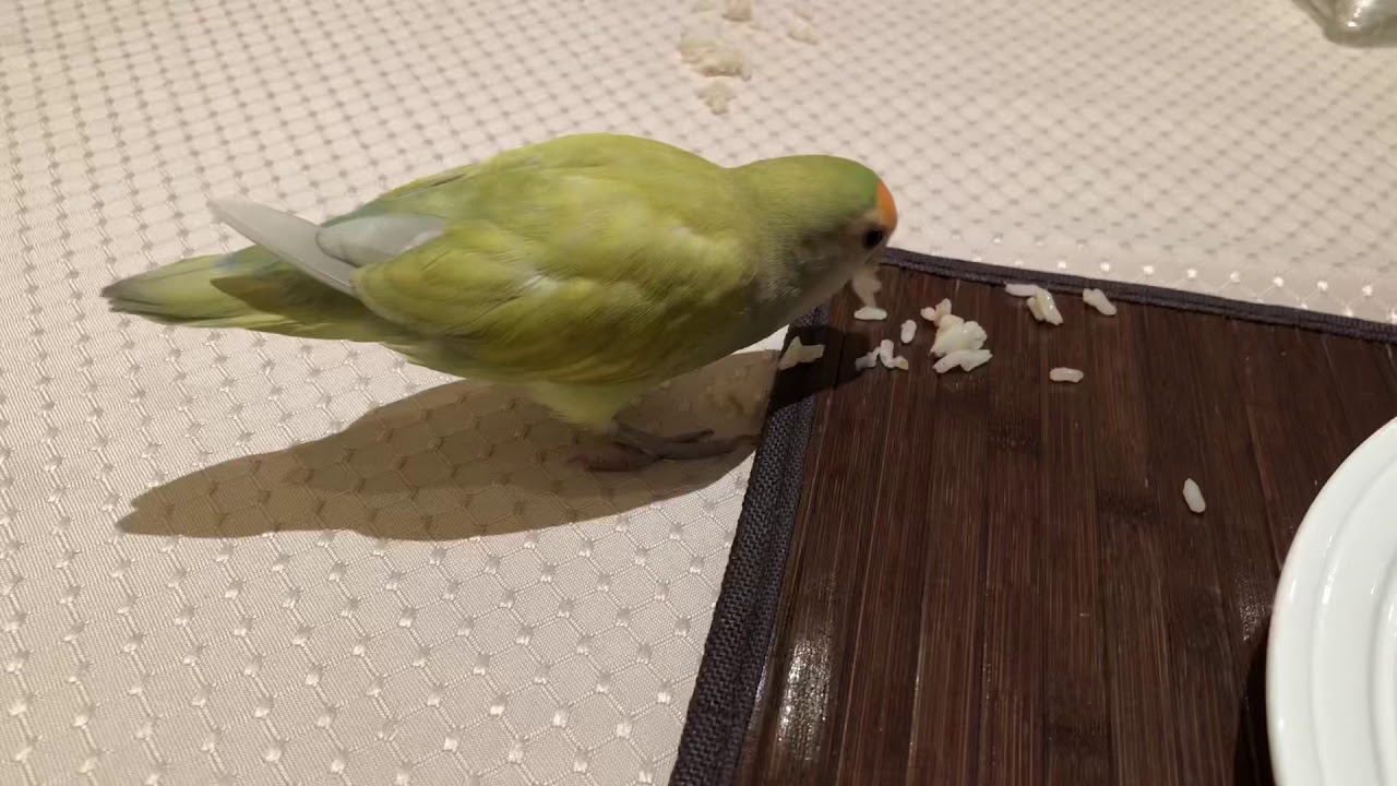 Can birds eat rice