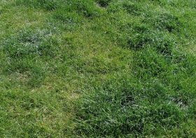 What’s the Cause of Damage to Your Lawn?