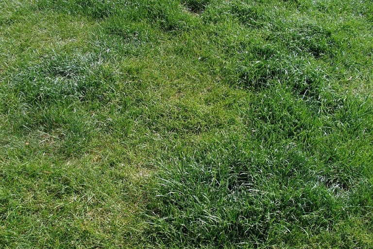 What’s the Cause of Damage to Your Lawn?