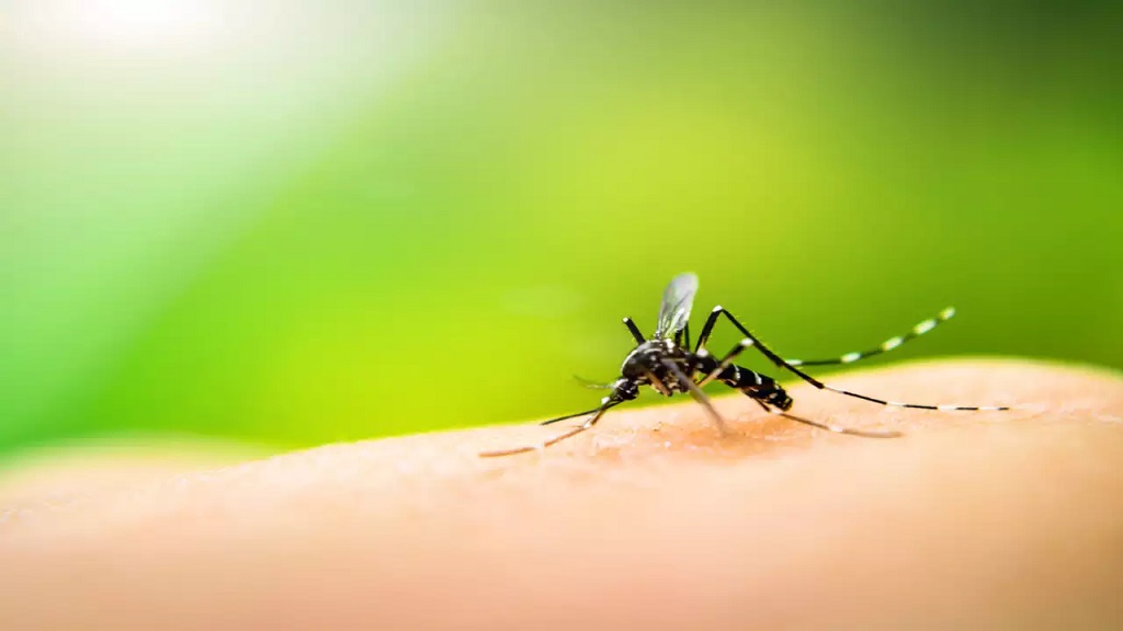 how to protect your home from mosquitoes 2024