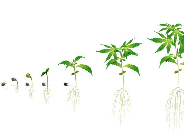 Germinating Weed Seeds: Your Complete Timeline Chart