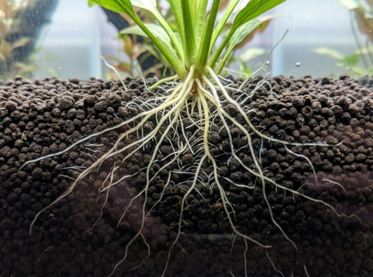 How to Get Lush Underwater Plants Without Spending Much